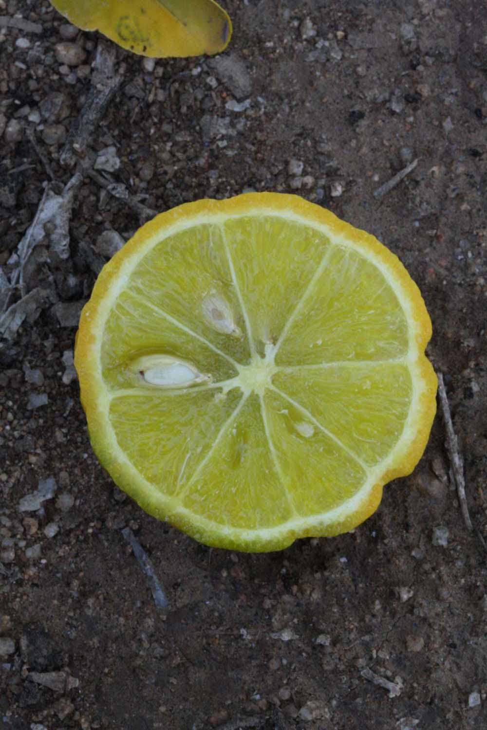            Fruit cross-section (Riverside, CA)   